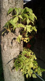 Close-up of ivy on plant