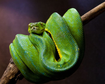 Close-up of green lizard