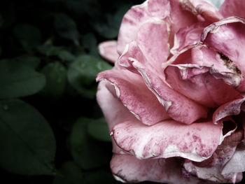 Close-up of pink rose