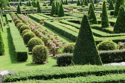 Panoramic view of trees in park