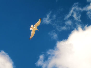 Low angle view of swan flying in sky