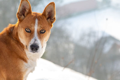 Close-up portrait of a dog