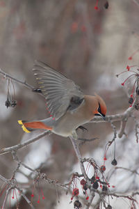 Close-up of birds flying over a tree