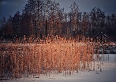 Bare trees on landscape