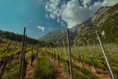 Panoramic view of vineyard against sky