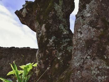 Low angle view of plants against sky