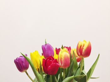 Close-up of tulips against white background