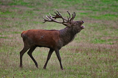 Deer standing on field