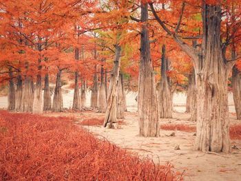 Trees in park