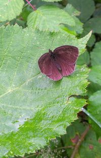 Close-up of butterfly perching on flower