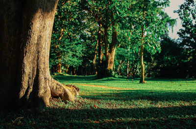 Trees in park