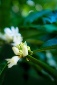 Close-up of flower blooming outdoors