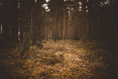 Trees growing in forest