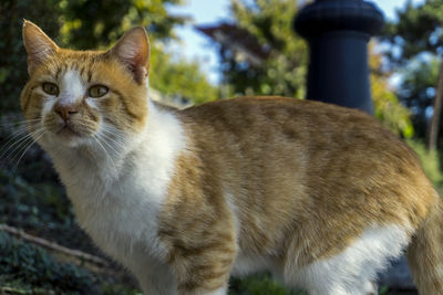 Close-up portrait of a cat