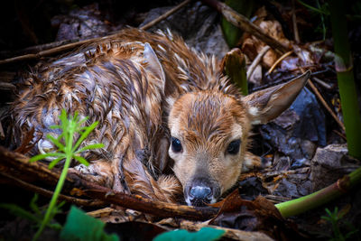 Close-up of newborn fawn