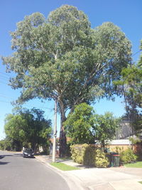 Empty road along trees