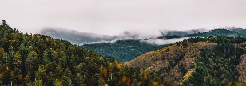 Panoramic view of pine trees in forest against sky