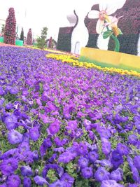 Close up of flowers blooming outdoors