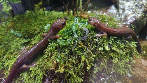 Close-up of lizard on wood in forest