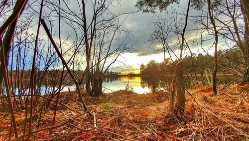 Bare trees at lakeshore