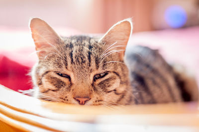 Close-up portrait of cat