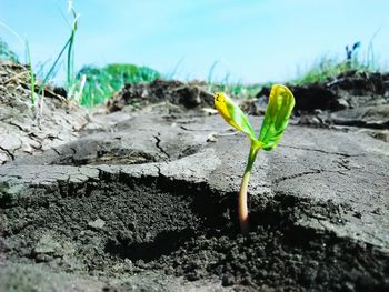 Close-up of plant growing outdoors