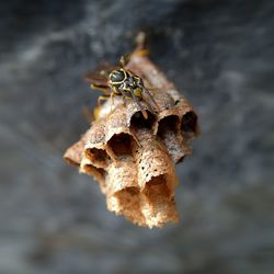 Close-up of insect on dry leaf