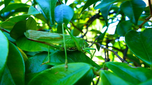 Close-up of insect on plant