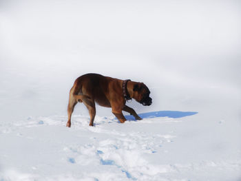 Dog standing on snow field