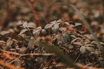 Close-up of dried plant on field