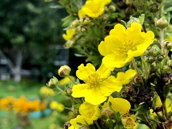 Close-up of yellow flowering plant