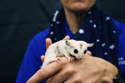 Little sugar glider