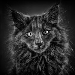 Close-up portrait of cat against black background