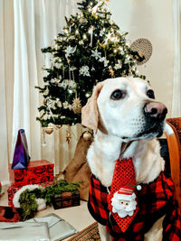 Portrait of a dog on christmas tree at home