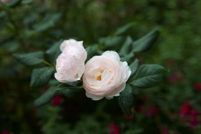 Close-up of wet flowers blooming outdoors