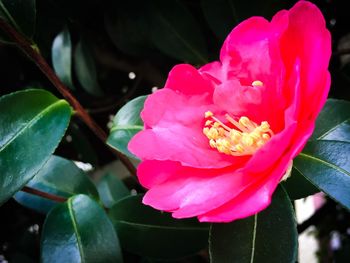 Close-up of pink flower