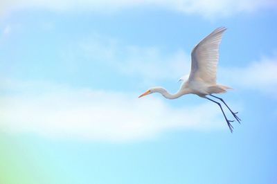 Low angle view of bird flying against blue sky