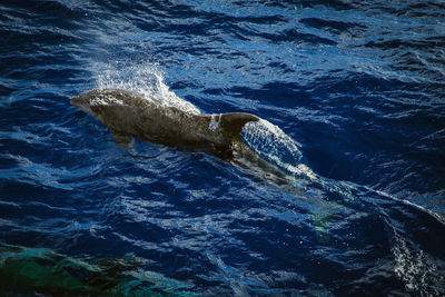 View of turtle swimming in sea