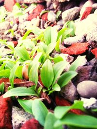 Close-up of fresh green plants