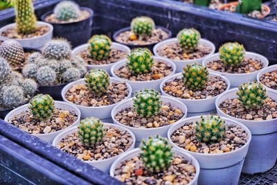 High angle view of potted plants for sale at market stall