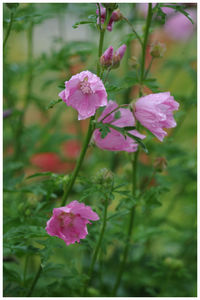 Close-up of pink flowers blooming outdoors