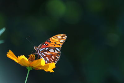 Close-up of butterfly on yellow flower