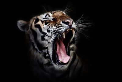 Close-up of roaring tiger against black background