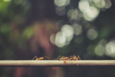 Close-up of ant on metal railing