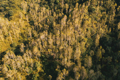 Full frame shot of trees in forest