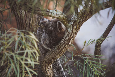 Squirrel on tree trunk