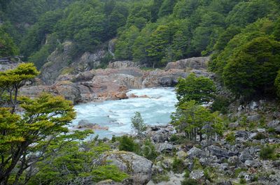 River amidst trees in forest