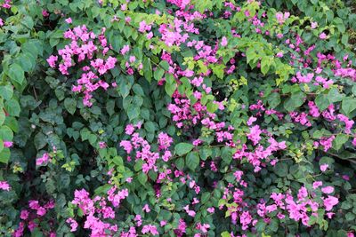 Full frame shot of pink flowering plants