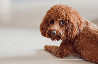 Portrait of dog sitting on floor