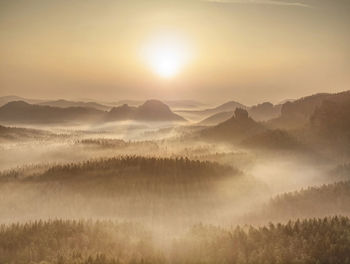 Magical autumn forest with sun rays in the morning. landscape with golden sunlight orange foliage